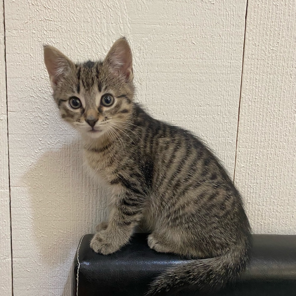 Meet your Posher, Rory